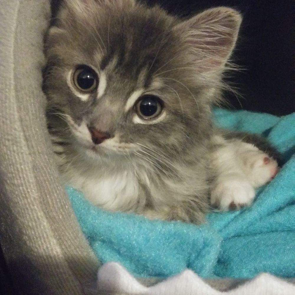 Meet your Posher, Dominique